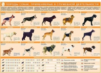 Комплект плакатов "Кинология" - «globural.ru» - Кузнецк