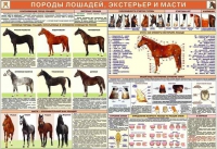 Комплект плакатов "Служебное коневодство" - «globural.ru» - Кузнецк