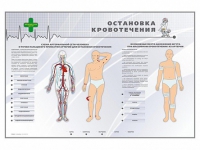Электрифицированный стенд "Остановка кровотечения" - «globural.ru» - Кузнецк