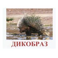 Карточки Домана "Дикие животные-3" - «globural.ru» - Кузнецк