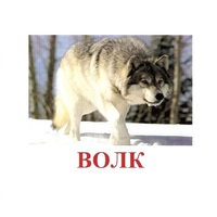 Карточки Домана "Дикие животные-1" - «globural.ru» - Кузнецк