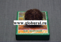 Сухой препарат "Еж морской" - «globural.ru» - Кузнецк