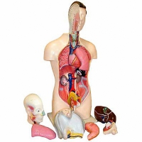 Торс человека разборный (42 см.) - «globural.ru» - Кузнецк
