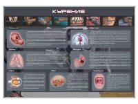 Стенд "Курение" (вариант 1) - «globural.ru» - Кузнецк