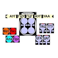 Модель-аппликация "Биосинтез белка" (ламинированная) - «globural.ru» - Кузнецк