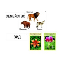 Модель-аппликация "Классификация растений и животных" (ламинированная) - «globural.ru» - Кузнецк
