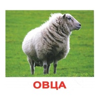 .Карточки Домана "Домашние животные" - «globural.ru» - Кузнецк