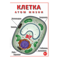DVD Клетка - "атом жизни" - «globural.ru» - Кузнецк