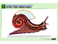 Рельефная таблица "Внутреннее строение брюхоногого моллюска" (формат А1, матовое ламинир.) - «globural.ru» - Кузнецк