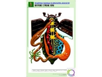 Рельефная таблица "Внутреннее строение жука" (формат А1, матовое ламинир.) - «globural.ru» - Кузнецк