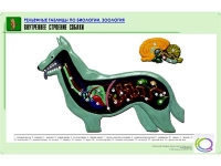 Рельефная таблица "Внутреннее строение собаки" (формат А1, матовое ламинир.) - «globural.ru» - Кузнецк