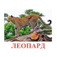 Карточки Домана "Дикие животные-2" - «globural.ru» - Кузнецк