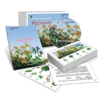 Комбинированное наглядное пособие «Растения» - «globural.ru» - Кузнецк