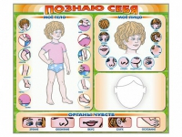 Стенд маркерный "Познаю себя" (тело, голова, органы чувств) - «globural.ru» - Кузнецк