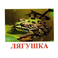 Карточки Домана "Амфибии и рептилии" - «globural.ru» - Кузнецк