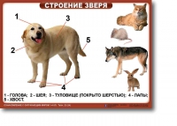 Ознакомление с окружающим миром. 1-4 класс. Комплект таблиц. Наглядные пособия для начальной школы, учебные пособия - «globural.ru» - Кузнецк