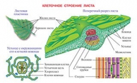 Плакаты и таблицы по биологии - «globural.ru» - Кузнецк