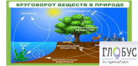 Стенд "Круговорот веществ" - «globural.ru» - Кузнецк