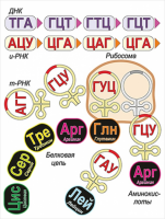 Модель-аппликация Биосинтез белка - «globural.ru» - Кузнецк