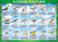 Таблица Птицы России из  4 листов в комплекте 1000*1400 винил	 - «globural.ru» - Кузнецк