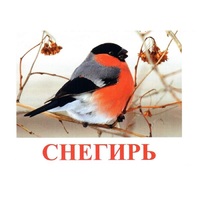 Карточки Домана "Птицы-1" - «globural.ru» - Кузнецк