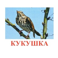 Карточки Домана "Птицы-3" - «globural.ru» - Кузнецк