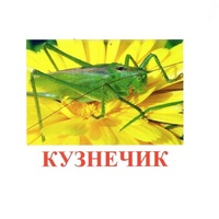 Карточки Домана "Насекомые" - «globural.ru» - Кузнецк