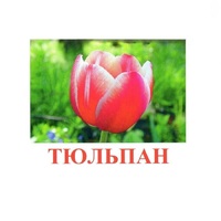 Карточки Домана "Цветы-1" - «globural.ru» - Кузнецк