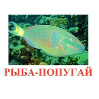 Карточки Домана "Рыбы" - «globural.ru» - Кузнецк