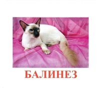 Карточки Домана "Породы кошек" - «globural.ru» - Кузнецк