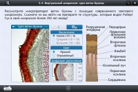 Интерактивные курсы. Биология 5 класс. Базовый  - «globural.ru» - Кузнецк