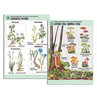 Комплект таблиц для начальной школы "Окружающий мир. Грибы. Растительный мир" - «globural.ru» - Кузнецк