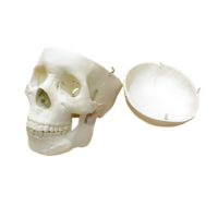 Модель "Череп человека" - «globural.ru» - Кузнецк