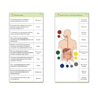 Комплект карточек (10) "Обучающий калейдоскоп. Человек" - «globural.ru» - Кузнецк