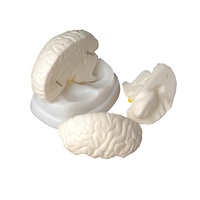 Модель мозга в разрезе - «globural.ru» - Кузнецк