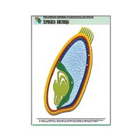 Рельефная таблица "Зерновка пшеницы" (формат А1, матовое ламинир.) - «globural.ru» - Кузнецк