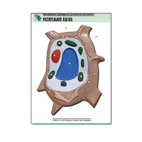 Рельефная таблица "Растительная клетка" (формат А1, матовое ламинир.) - «globural.ru» - Кузнецк