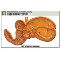 Рельефная таблица "Желудок жвачного животного" (формат А1, матовое ламинир.) - «globural.ru» - Кузнецк