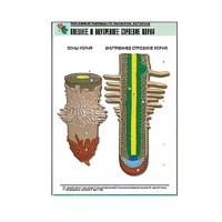 Рельефная таблица "Внешнее и внутреннее строение корня" (формат А1, матовое ламинир.) - «globural.ru» - Кузнецк