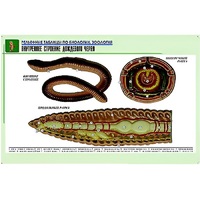 Рельефная таблица "Внутреннее строение дождевого червя" (формат А1, матовое ламинир.) - «globural.ru» - Кузнецк