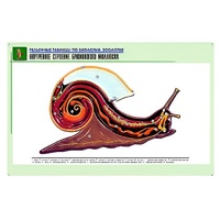 Рельефная таблица "Внутреннее строение брюхоногого моллюска" (формат А1, матовое ламинир.) - «globural.ru» - Кузнецк