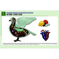 Рельефная таблица "Внутреннее строение голубя" (формат А1, матовое ламинир.) - «globural.ru» - Кузнецк