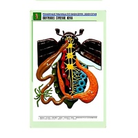 Рельефная таблица "Внутреннее строение жука" (формат А1, матовое ламинир.) - «globural.ru» - Кузнецк