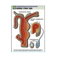 Рельефная таблица "Внутреннее строение гидры" (формат А1, матовое ламинир.) - «globural.ru» - Кузнецк