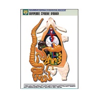 Рельефная таблица "Внутреннее строение кролика" (формат А1, матовое ламинир.) - «globural.ru» - Кузнецк