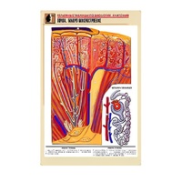 Рельефная таблица "Почка. Макро-микростроение" - «globural.ru» - Кузнецк