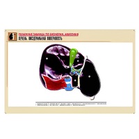 Рельефная таблица "Печень. Висцеральная поверхность" (формат А1, матовое ламинир.) - «globural.ru» - Кузнецк