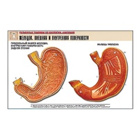 Рельефная таблица "Желудок. Внешняя и внутренняя поверхности" (формат А1, матовое ламинир.) - «globural.ru» - Кузнецк