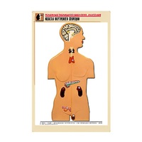 Рельефная таблица "Железы внутренней секреции" (формат А1, матовое ламинир.) - «globural.ru» - Кузнецк