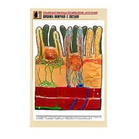 Рельефная таблица "Ворсинка кишечная с сосудом" (формат А1, матовое ламинир.) - «globural.ru» - Кузнецк